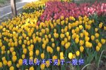 我家有个小九妹下载