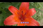 赵五娘选段《伯喈观画
