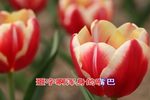 罗英访贤