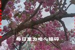 姊妹易嫁