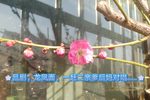龙凤面 一赶二