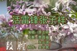 活雷锋张子祥 上