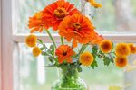 双晨花